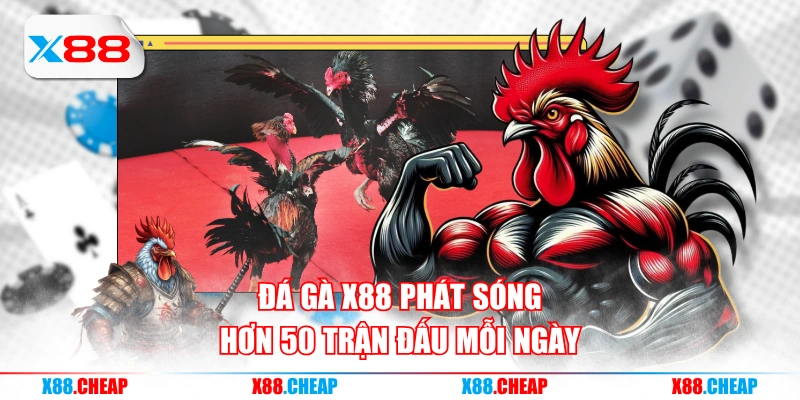 Đá gà X88 phát sóng hơn 50 trận đấu mỗi ngày